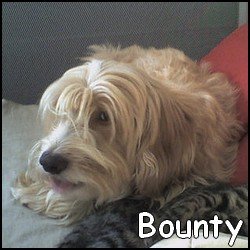 Bounty