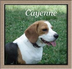 Cayenne