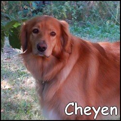 Cheyen