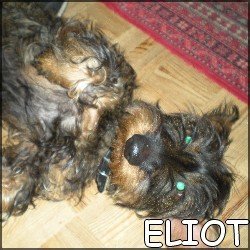 Eliot