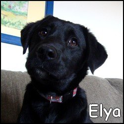 Elya