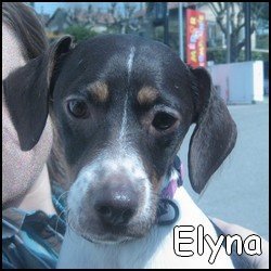 Elyna