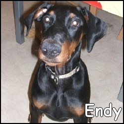 Endy