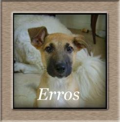 Erros