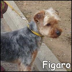 Figaro