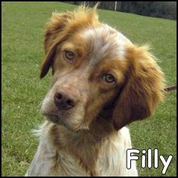 Filly