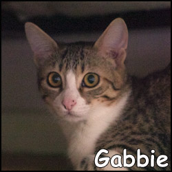 gabbie-1.jpg