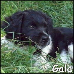 Gala