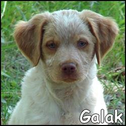 Galak