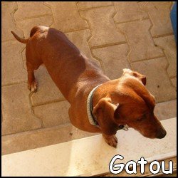 Gatou