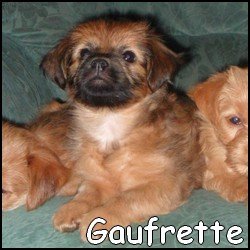 Gaufrette