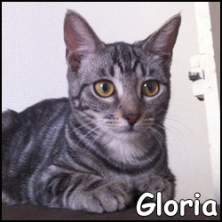 gloria-1.jpg