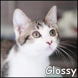 glossy-1.jpg