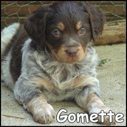 Gomette