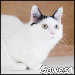 gowest-1.jpg