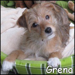 Grena