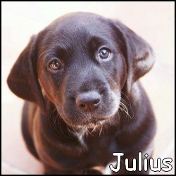 Julius