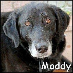 Maddy