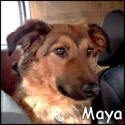 Maya