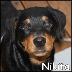 Nikita