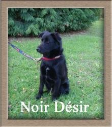 Noir Désir