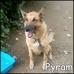 Pyram