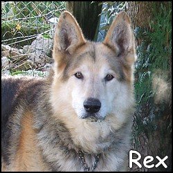 Rex