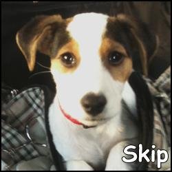 Skip