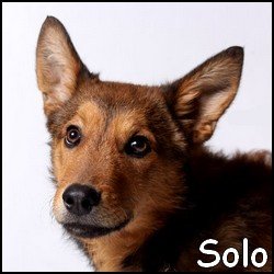 Solo