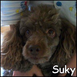 Suky