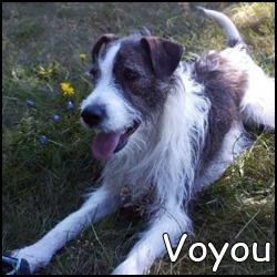 Voyou