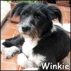 Winkie