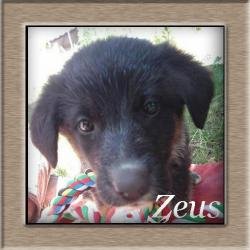 Zeus